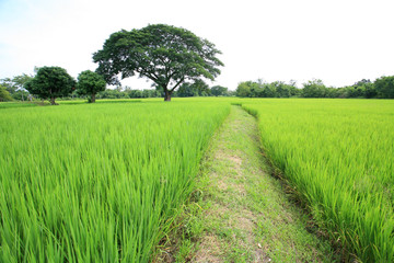 A tree in the rice field