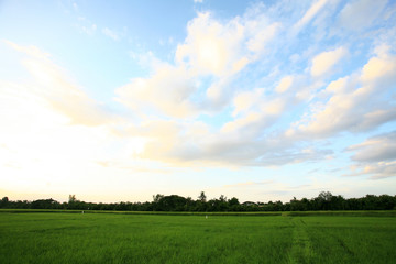 A peaceful rice field on sunrise sky background 