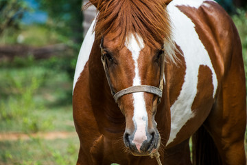 Obraz premium Brown and white horse at the land near beach
