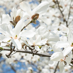 Blooming magnolia branch