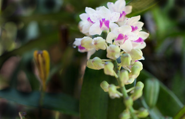 Wildflower orchid,Orchids Changkra,Rhynchostylist gigantea