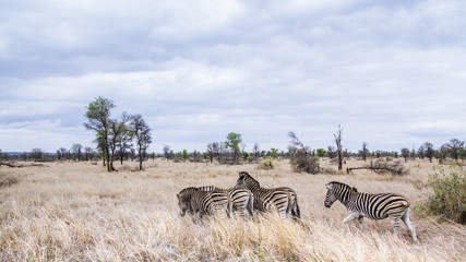 Plains zebra in Kruger National park
