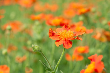 Fototapeta premium Geum quellyon flower 