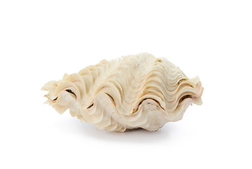Naklejka premium Sea shell on white background