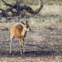 Naklejka na ściany i meble Steenbok in Kruger National park