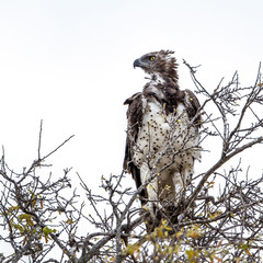 Martial Eagle in Kruger National park
