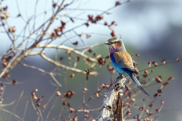 Lilac-breasted roller in Kruger National park