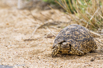 Leopard tortoise in Kruger National park