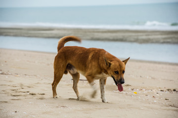 Street dog on the beach