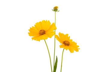 yellow daisy flower isolated
