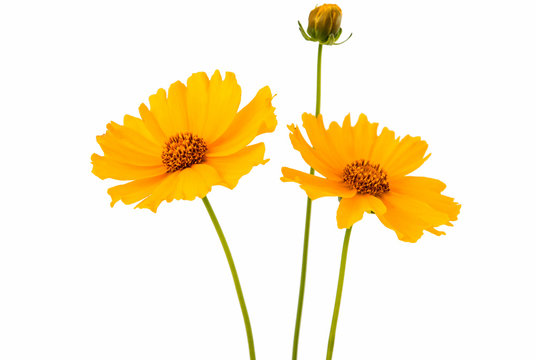 Fototapeta yellow daisy flower isolated