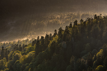 Fog creeping along the slope of the mountains in autumn overcast