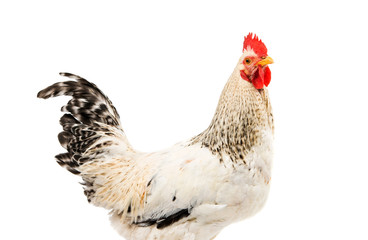 Colorful Rooster Isolated On White