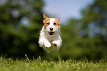 Naklejka na ściany i meble Happy and smiling Jack Russell Terrier dog running