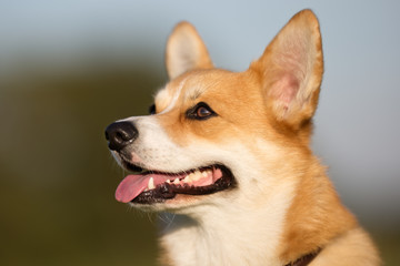 Welsh corgi dog