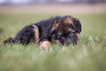 German Shepherd Puppy lying down