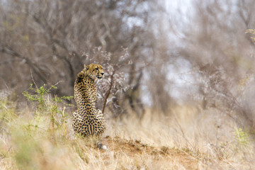 Cheetah in Kruger National park