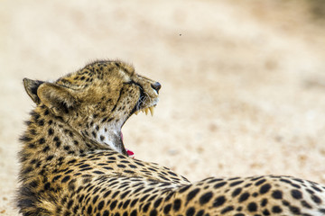 Cheetah in Kruger National park