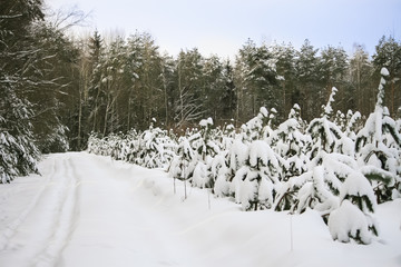Молодая сосна. Семилетняя посадка сосны © Aleksei