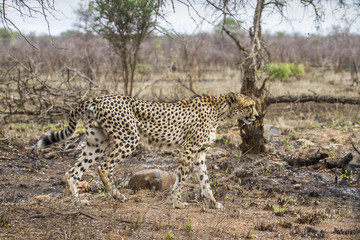 Cheetah in Kruger National park