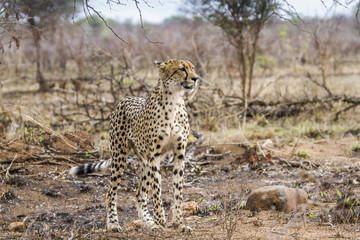 Cheetah in Kruger National park