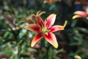 lilly orange