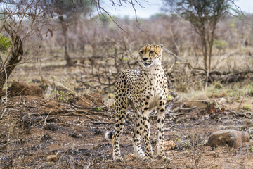 Cheetah in Kruger National park