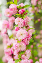 Decorative almond blossoms