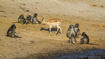 Chacma baboon and Impala in Kruger National park