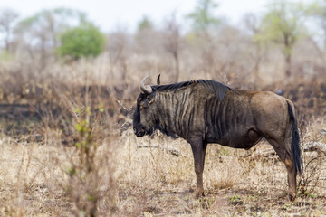 Blue wildebeest in Kruger National park