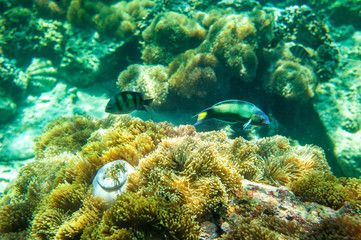 Naklejka na ściany i meble Underwater shoot of coral reef