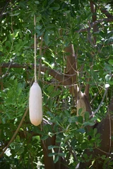 Photo sur Plexiglas Baobab Fruit du baobab