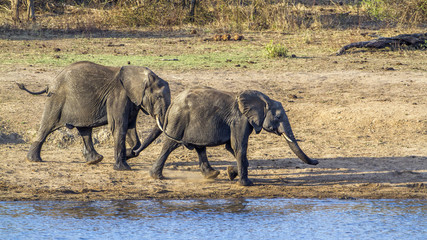 Fototapeta premium African bush elephant in Kruger National park