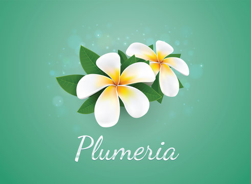 flower Plumeria illustration vector real style