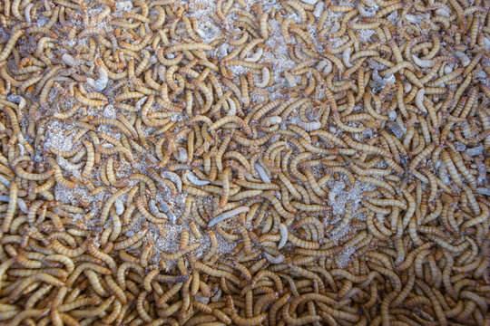 Mealworm in a farm