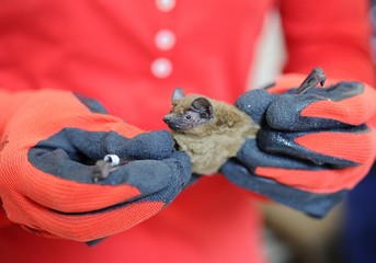 Bats colony kept in laboratory for research

