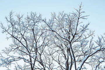 абстрактный пейзаж зимнего заснеженного леса