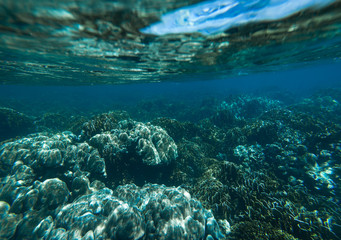 Naklejka na ściany i meble Underwater shoot of coral reef
