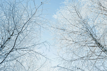 абстрактный пейзаж зимнего заснеженного леса