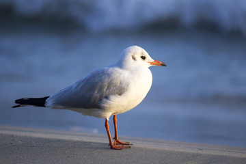 Fototapeta premium sea ​​gulls