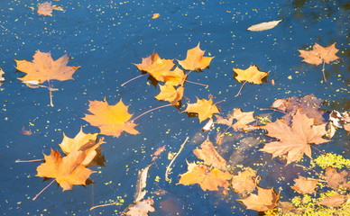 autumn maple yellow leaves on the lake water