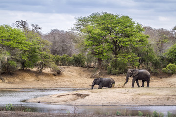 Éléphant de brousse africain dans le parc national Kruger