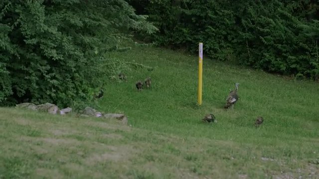 View of some hen turkeys walking with turkey chicks.