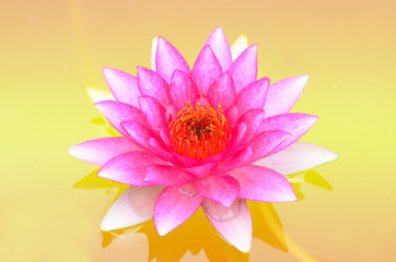 Beautiful lotus pattern for background blurred color gradation..
