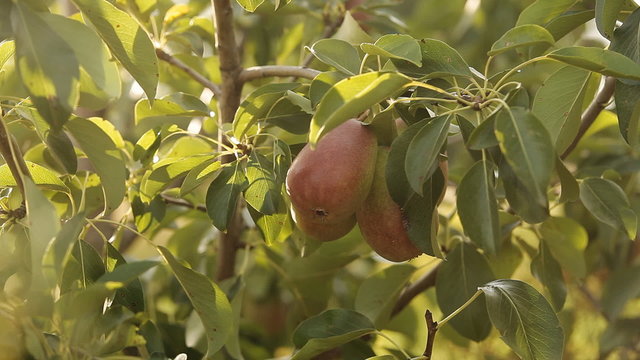 juicy pear on a tree in the sunshine