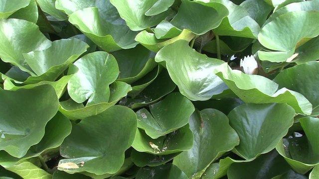 Leaves of water lily with flower, slider shot