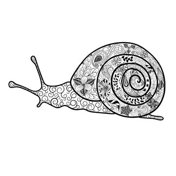 Snail doodle