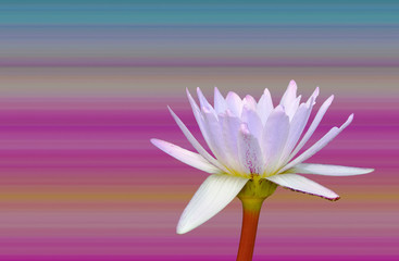 Beautiful lotus pattern for background blurred color gradation..