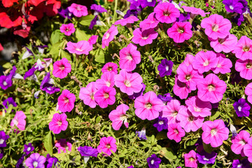 Pink Petunia Flowers In Summer