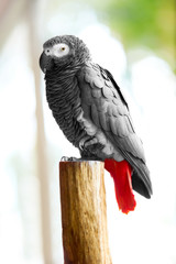 Obraz premium Birds, Animals. Closeup Portrait Of African Grey Parrot ( Psittacus Erithacus ) Or Jako. Travel To Thailand, Asia. Tourism. 